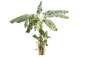 Banana tree with bunch of raw bananas in the sunshine isolated on white background included clipping path. photo