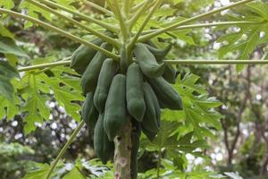 Raw papaya fruit on tree with sunlight in the garden. photo