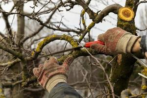 Apple trees in the garden with cut branches. Sanitary pruning of diseased damaged branches. The concept of caring for fruit trees photo