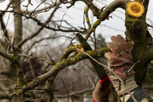 Apple trees in the garden with cut branches. Sanitary pruning of diseased damaged branches. The concept of caring for fruit trees photo