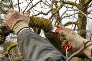 Apple trees in the garden with cut branches. Sanitary pruning of diseased damaged branches. The concept of caring for fruit trees photo