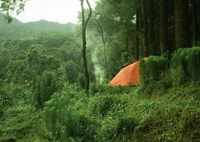 camping in the green forest photo