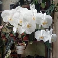 orquídea luna o phalaenopsis amabilis. Las orquídeas u orquídeas son la familia más grande de plantas monocotiledóneas. bulan anggrek indonesio en el enfoque selectivo. foto