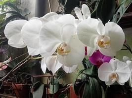 orquídea luna o phalaenopsis amabilis. Las orquídeas u orquídeas son la familia más grande de plantas monocotiledóneas. bulan anggrek indonesio en el enfoque selectivo. foto