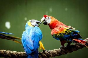 Love Birds Stock Photos, Images and Backgrounds for Free Download