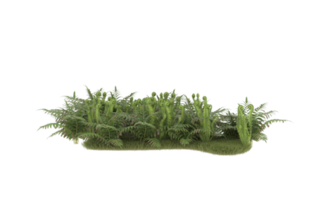 Realistic foliage isolated on transparent background. 3d rendering - illustration png