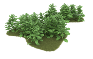 Realistic foliage isolated on transparent background. 3d rendering - illustration png