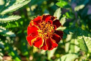 Fine wild growing flower marigold calendula on background meadow photo