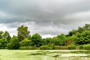 Beautiful grass swamp reed growing on shore reservoir in countryside photo