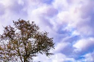 fotografía sobre el tema grande y hermoso árbol de abedul de otoño en el cielo brillante de fondo foto