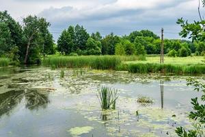 Beautiful grass swamp reed growing on shore reservoir in countryside photo