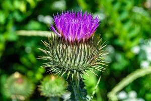 Beautiful growing flower root burdock thistle on background meadow photo