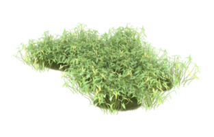 Realistic foliage isolated on transparent background. 3d rendering - illustration png