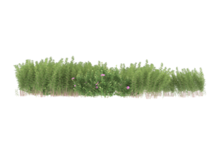 Realistic foliage isolated on transparent background. 3d rendering - illustration png