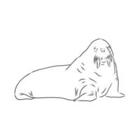 walrus vector sketch