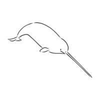 narwhal fish vector sketch