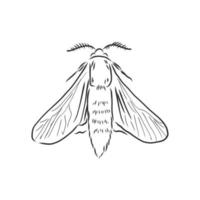 moth vector sketch