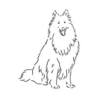 dibujo vectorial de perro collie vector