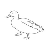 dibujo vectorial de pato vector