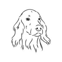 dog setter vector sketch