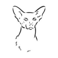 cat vector sketch