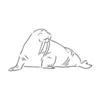 walrus vector sketch