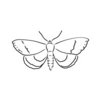 moth vector sketch