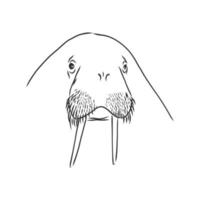 walrus vector sketch