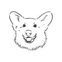 dibujo vectorial de perro corgi vector