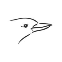 kookaburra bird vector sketch