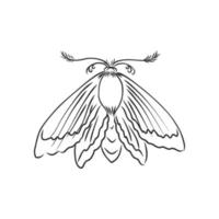 moth vector sketch