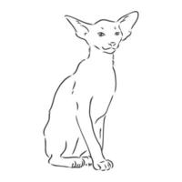 cat vector sketch