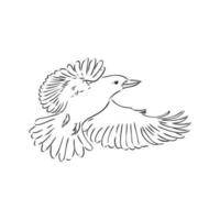 bosquejo del vector del pájaro kookaburra