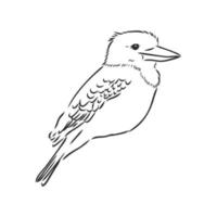 kookaburra bird vector sketch