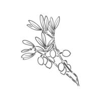 olives vector sketch