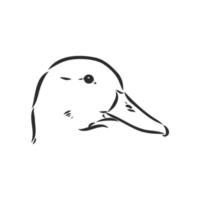 duck vector sketch