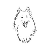 collie dog vector sketch