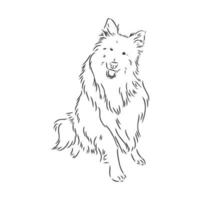 collie dog vector sketch