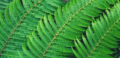 Beautiful pattern of green fern leaves with blue filter style for background. Beauty of Nature, Ornamental foliage and Plant wallpaper concept photo