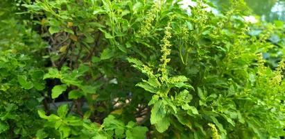 árbol de albahaca con flor en el jardín del parque de vegetales orgánicos para el fondo. belleza de la naturaleza e ingrediente para el concepto de comida foto