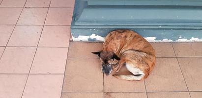Brown dog sleeping and feeling cold on tile floor with left copy space. Animal, Wild life and Take a rest concept photo