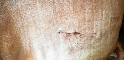 Close up wounds or cuts on the cow's body that are swarmed by insects with copy space. Germs, treatment, illness of animals. Many fly swarming wound on cow's body or skin photo