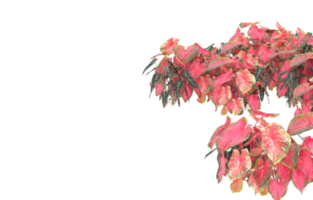 Realistic foliage isolated on transparent background. 3d rendering - illustration png