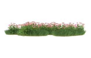 Realistic foliage isolated on transparent background. 3d rendering - illustration png