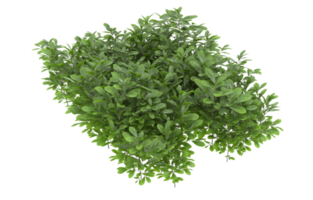 Realistic foliage isolated on transparent background. 3d rendering - illustration png