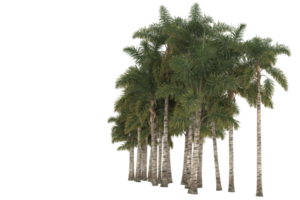 Palm trees isolated on transparent background. 3d rendering - illustration png