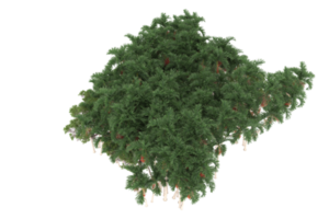 palma alberi isolato su trasparente sfondo. 3d interpretazione - illustrazione png