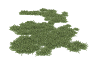 Realistic foliage isolated on transparent background. 3d rendering - illustration png