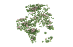 Realistic foliage isolated on transparent background. 3d rendering - illustration png