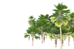 palm bomen geïsoleerd Aan transparant achtergrond. 3d renderen - illustratie png